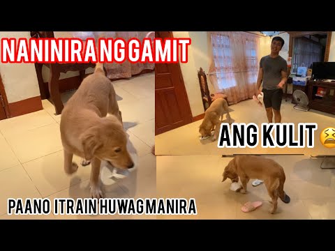 Video: Paano Pamahalaan Ang Mga Talamak Na Karamdaman Sa Aso Nang Hindi Masobrahan