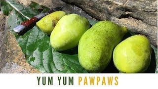 Pawpaw: Awesome Wild Fruit You Can't Find in Grocery Stores by Old Man of the Woods 26,954 views 5 years ago 6 minutes, 45 seconds