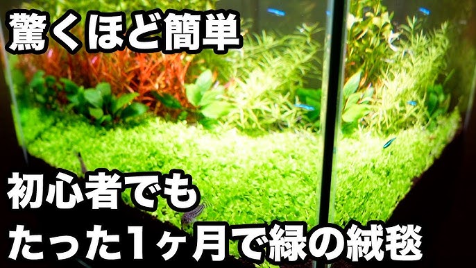 水槽日記 ニューラージパールグラスで初心者でも簡単に緑の絨毯ができた Youtube