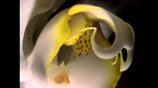 Beautiful Orchid Sunrise With The Hirox 3D Digital Microscope Kh 8700 Resimi