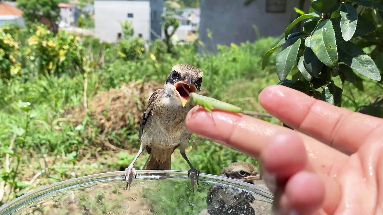 这小猛禽太憋屈了，谁都可以欺负它们【天下一场梦】