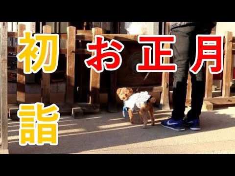愛犬トイプードルと初詣！おみくじ引いたら虎太郎だけ…