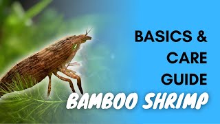 Bamboo Shrimp: Basics And Care