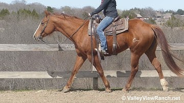 One Time Gigi - slow walk, smooth jog, stops! - ValleyViewRanch.net