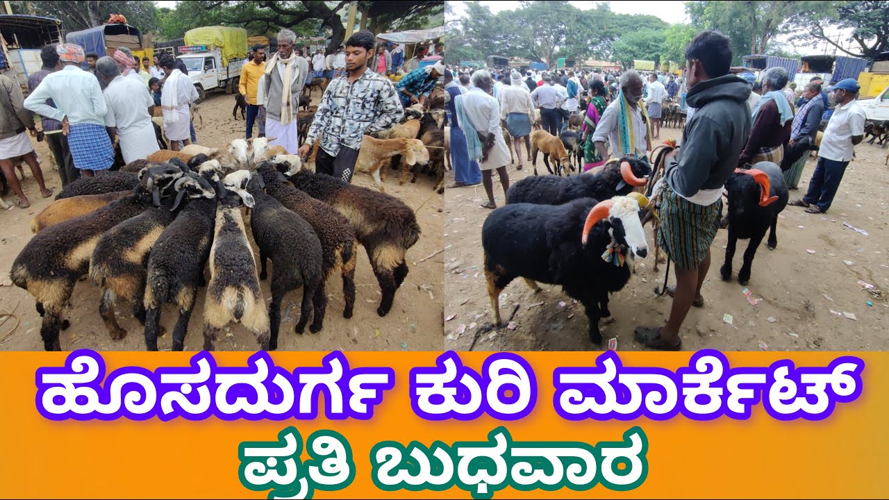 ಹೊಸದುರ್ಗ ಕುರಿ ಮಾರ್ಕೆಟ್ Hosadurga Sheep Market