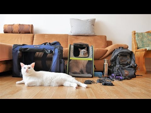 Video: Reisen Und Wandern Mit Katzen: Berühmte Abenteuerkatzen