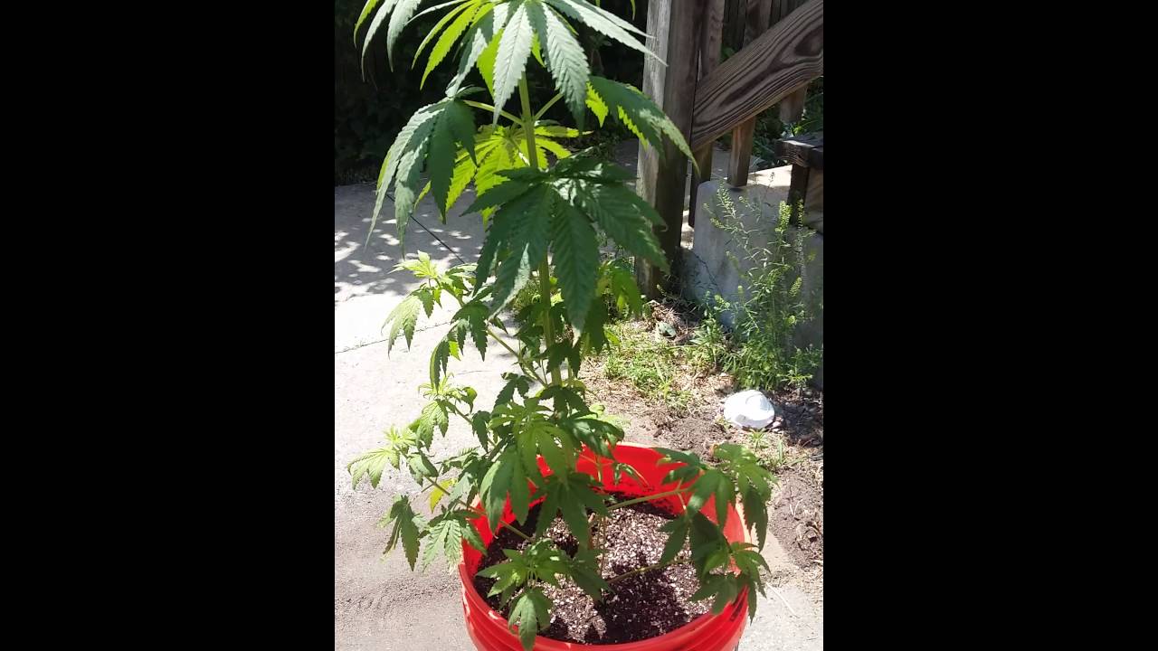 Update 2 month old weed plant...help me out cause my inside leaves look lik there dying.