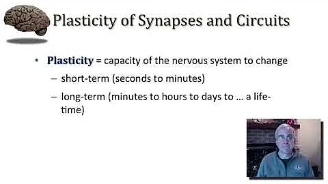 Synaptic Plasticity LTP  LTD part 1
