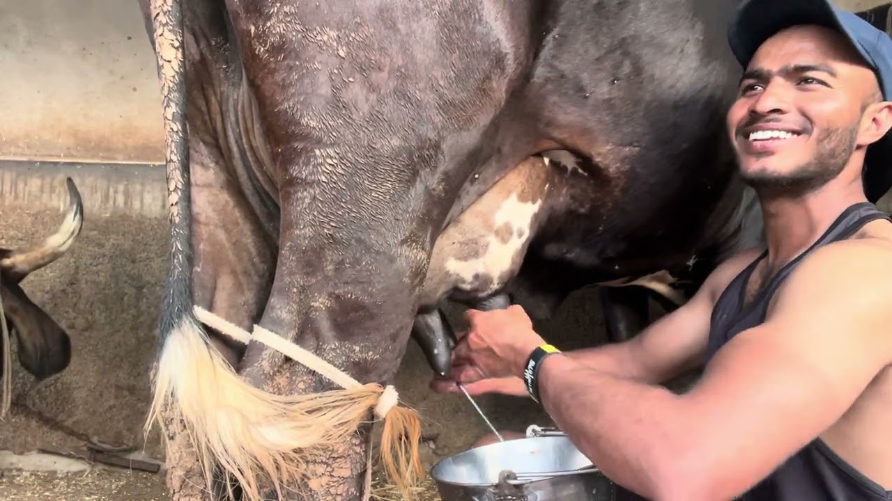 गिर क्रॉस में इससे बेहतर नसल नहीं मिलेगी || gircross cow milking 🐄.