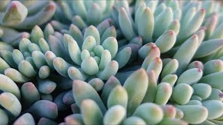 わたあめ○つぶつぶ屋さん○多肉植物○４cmのポリポット わたあめ○つぶつぶ屋さん○多肉植物○4cmのポリポット