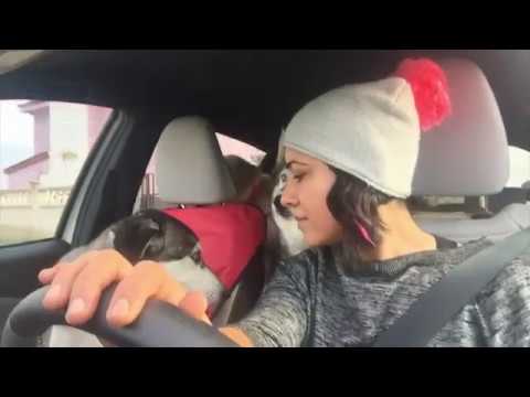 Günlük Vlog /Veterinere Gittik / Günün Menüsü  / Pratik Izgara Kanat Sos Tarifi