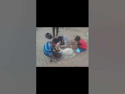 Animal rescue by animal ngo team - 921 | Animal ngo | cow 