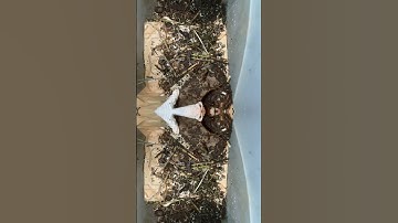 Camera fail creates mesmerizing worm bin! #wormszone #wormfarming #vermicompost