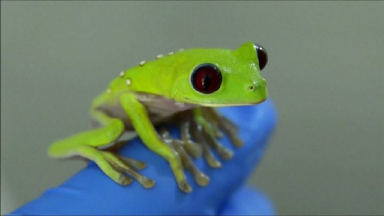 Curioso Come George Ediz A Colori