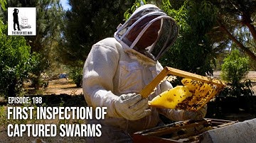 First Inspection of Captured Swarms - The Bush Bee Man