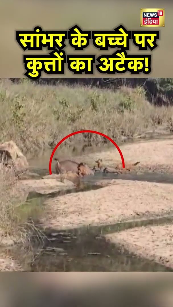 Mandla जिले में स्थित Kanha Tiger Reserve में सांभर के बच्चे पर जंगली कुत्तों का अटैक! #Shorts |N18S