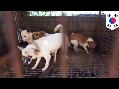 103 собаки спасены от продажи на мясо в Южной Корее