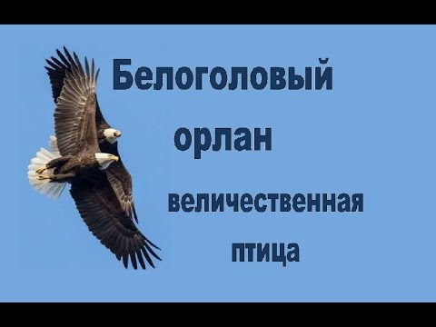 Белоголовый орлан Величественная птица интересные факты обзор виды орланов