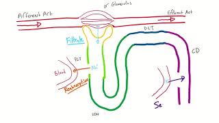 The Nephron Na Transportation, Diuretics, And Ociated Disorders