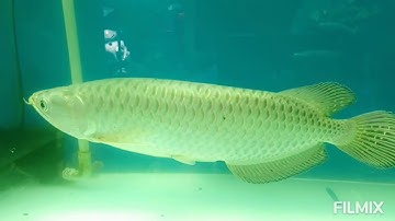 Asia Arowana - Đôi điều về cá rồng Kim long úc