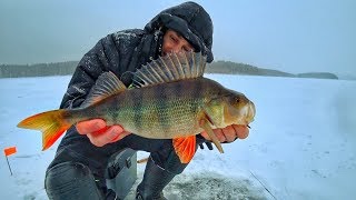 МАТЁРЫЙ ОКУНЬ НА ЧЕРТА!  ПЕРВЫЙ ЛЁД РЫБАЛКА НА БЕЗМОТЫЛКУ