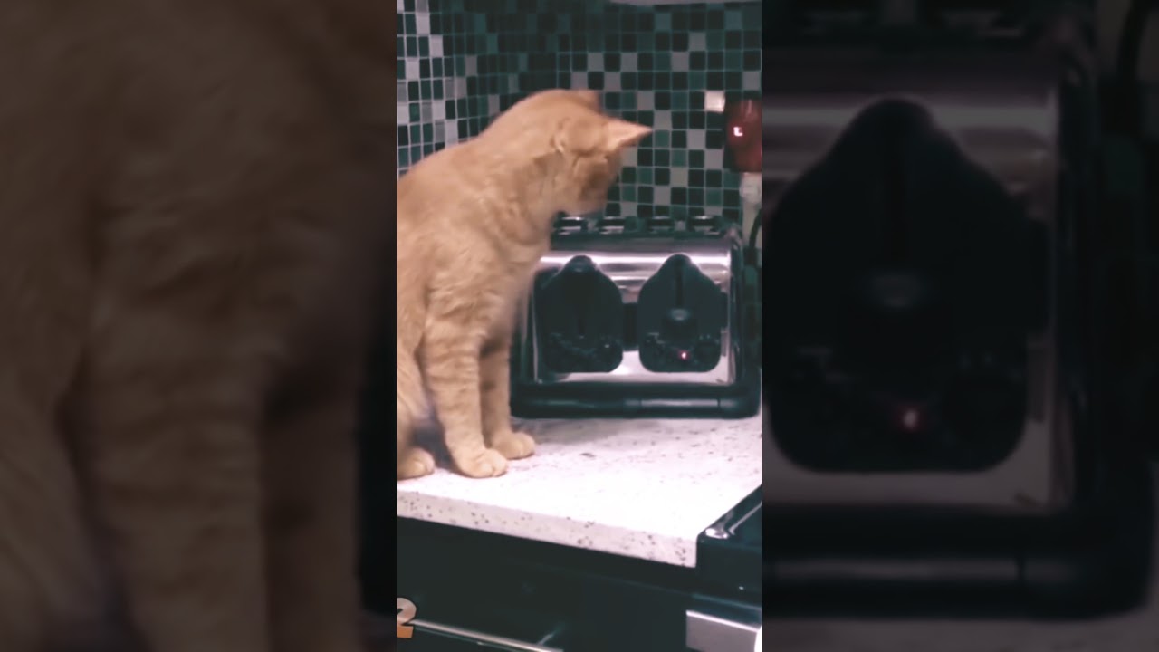 Cats on flex’s # funny cats #6