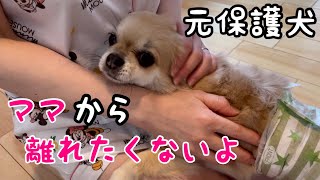 甘えん坊な元保護犬が障害物を乗り越えてママに会いに行く…