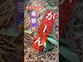 【ピーマン🫑見事にネキリムシにやられました】 #ピーマン栽培 #害虫