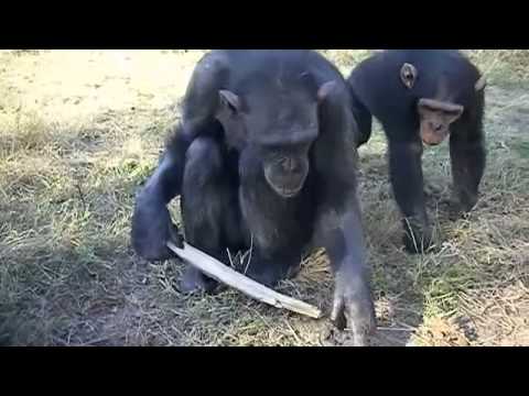 Video: Şempanzeler ne tür aletler kullanır?