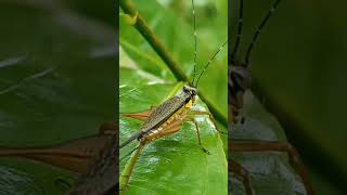 Suara Pikat Kombinasi Tikusan Mata Merah Dan Sintar Sudah Di Uji Di Lapangan Hasilnya Mantap