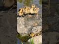 Ducklings jumping into the water #shorts