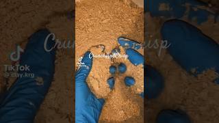 Clay Crumbles ASMR  | #asmr #shorts #viral #clay #claycookies