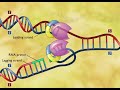 Mastering DNA Replication Mechanisms and Key Enzymes