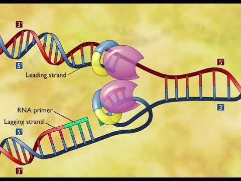 Video: Under dna-replikation aktivering af deoxyribonukleotider?