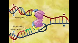 DNA Replication 3D Animation