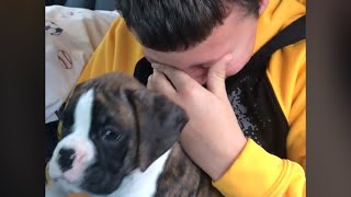 Boy Reacts to Getting Boxer Puppy for Christmas ❤️