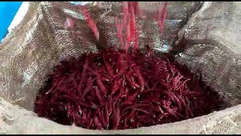 Meyer chilli color sorter, new installation at Guntur and Khammam