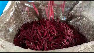 Meyer chilli color sorter, new installation at Guntur and Khammam