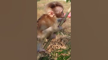 little baby monkey learns to climb a tree