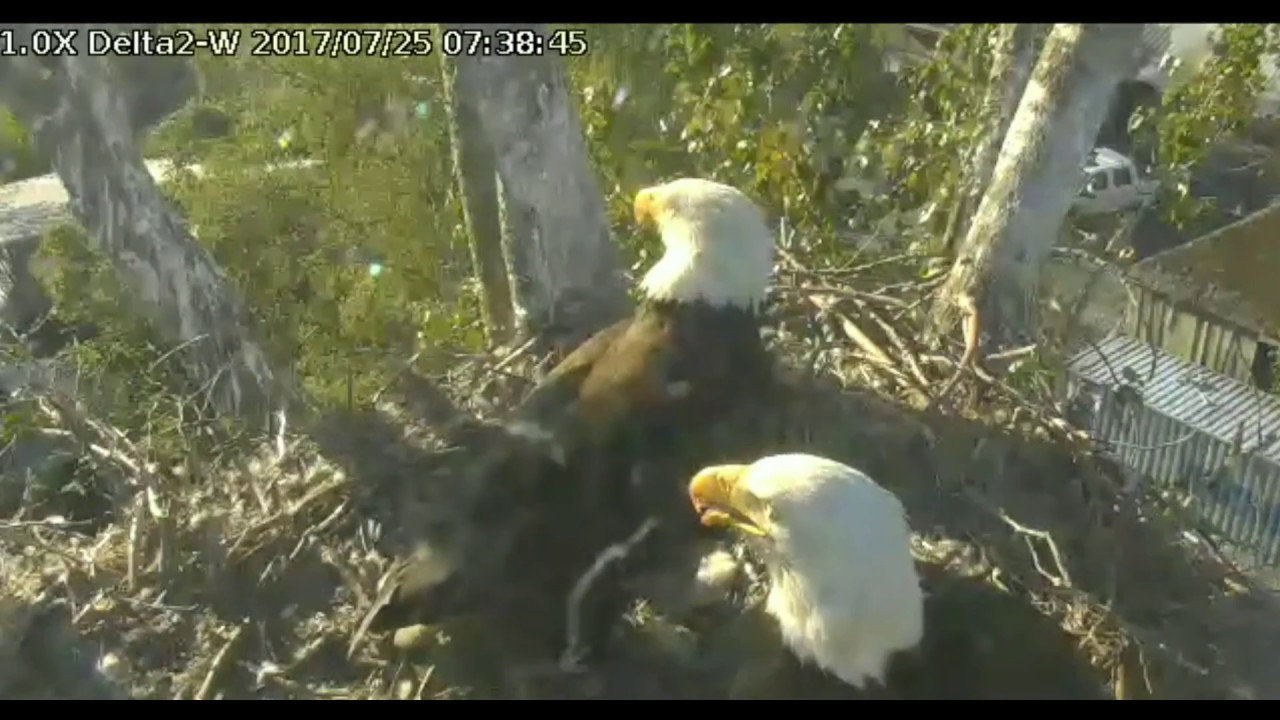 bald eagles in wisconsin Delta 2 WEST 7:24am to 7:51am Jul 25, 2017 Ma and Pa with prey