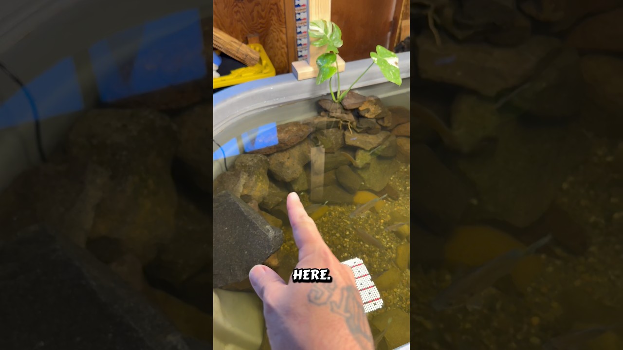 New rock, same pond! #native750 #pond #smallmouthbass #bluegill #fish