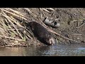 North American Beaver hauls and stuffs a pile of sticks and grasses up on its big lodge