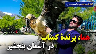 هما، پرندۀ کمیاب در آسمان پنجشیر، گزارش ویژه وارث مجددی