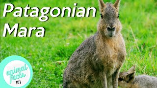 Patagonian Mara • All You Need To Know About This Rodent