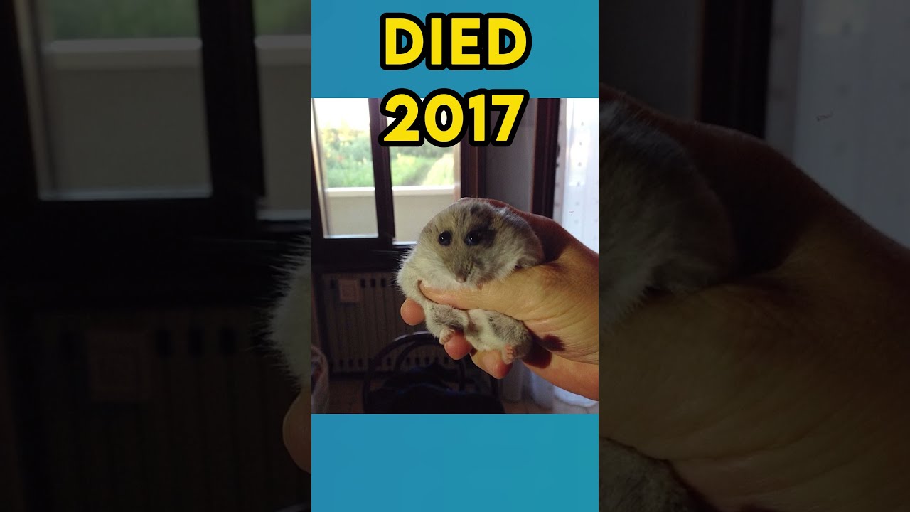 The Most Popular Meme Animals Then Vs Now 