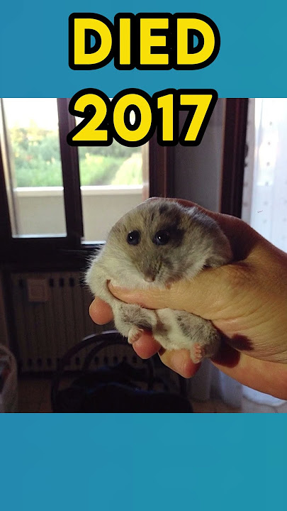 The Most Popular Meme Animals (then vs now)