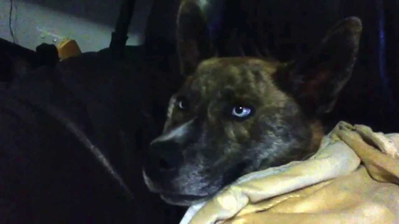 Funny dog 