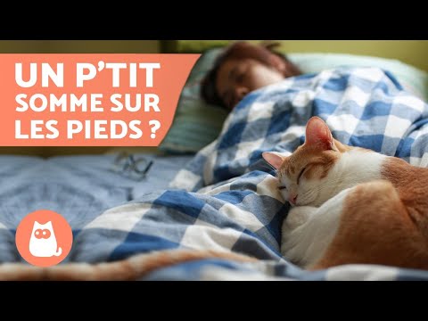 Vidéo: Pourquoi Les Chats Dorment à Leurs Pieds