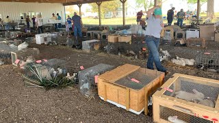 Celebrity I Bought the Smallest Chicken Eggs in the World at the Amish Animal Auction!!! Wealth