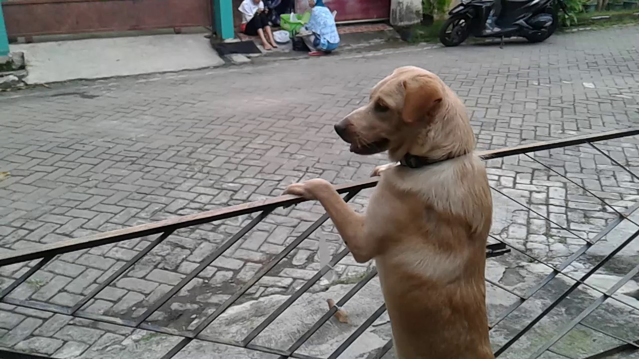 Anjing Yang Rela Menunggu Majikannya Youtube